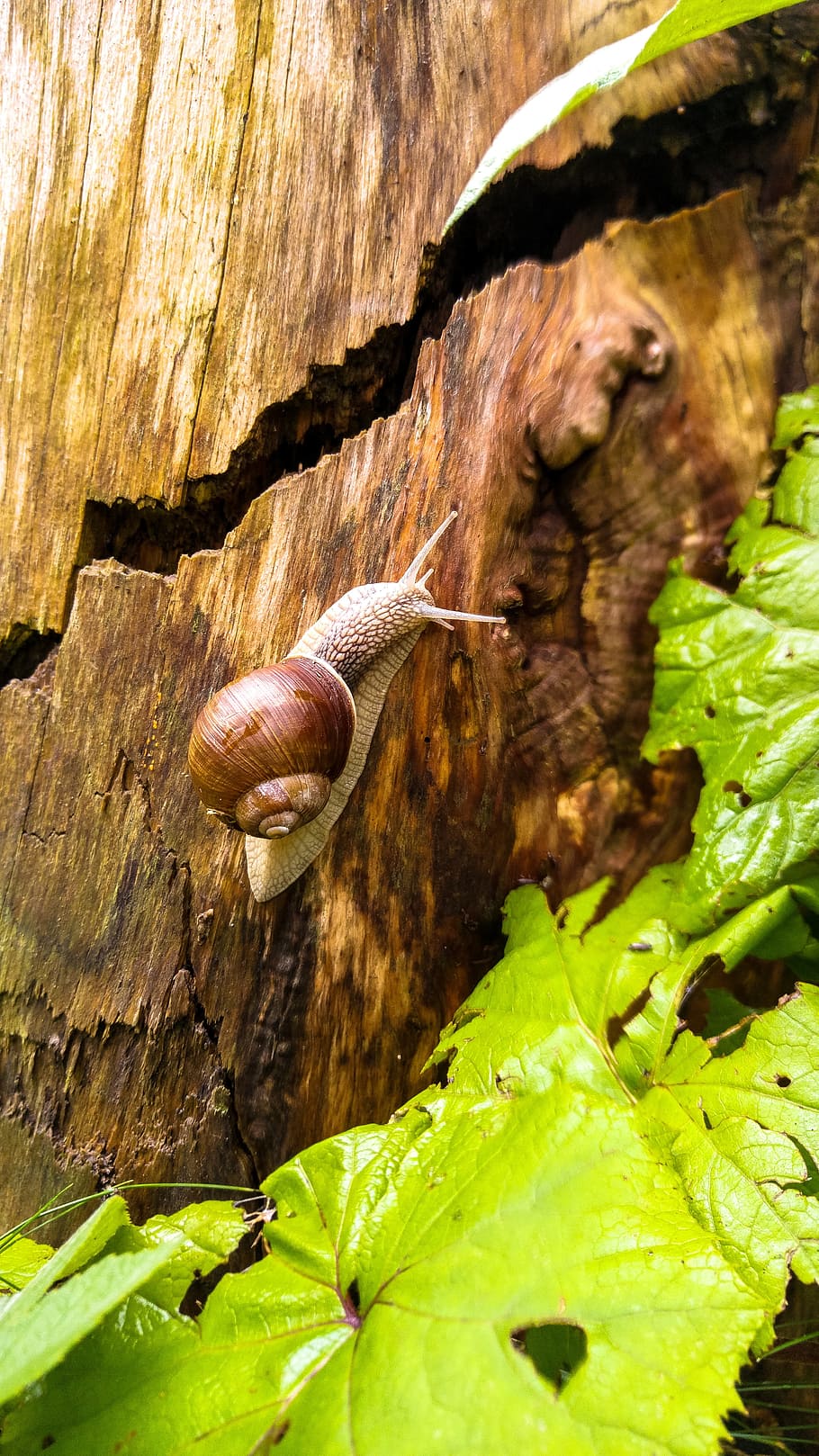 snail, nature, shell, macro, slowly, mollusk, snail shell, close HD wallpaper