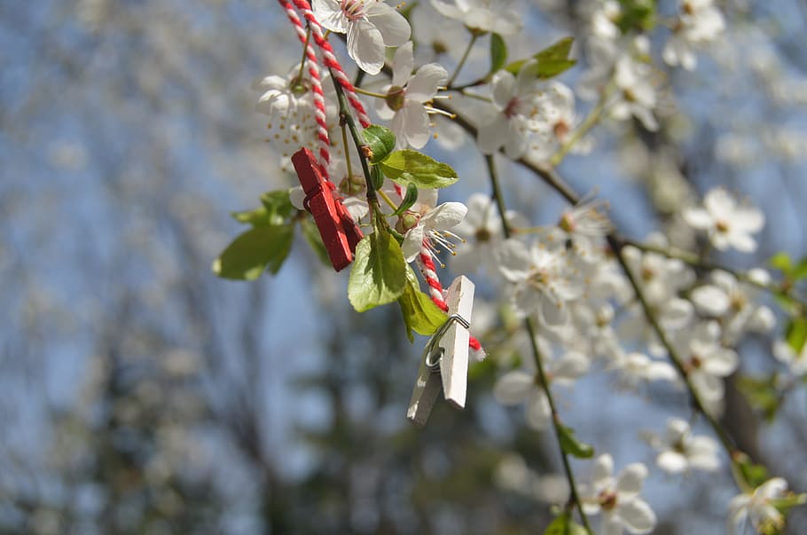 Spring Flowers, Nature, white, park, sophia, bulgaria, marenits to HD wallpaper
