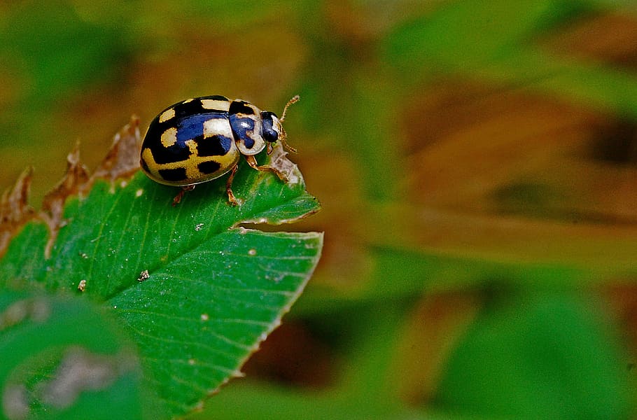 ladybug, macro, insect, nature, beetle, animal, wildlife, ladybird HD wallpaper