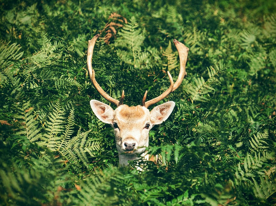 brown and white deer surrounded by green plants, brown reindeer in brown grass during daytime, HD wallpaper