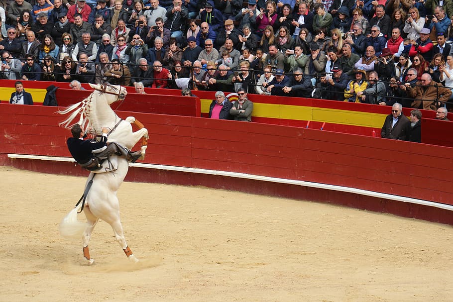 torero, bullring, rejoneador, crowd, large group of people, HD wallpaper