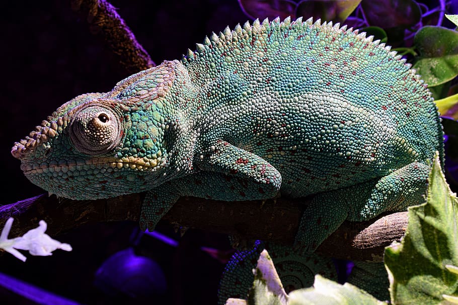 panther chameleon, tired, head, close up, tropical, terrarium animals