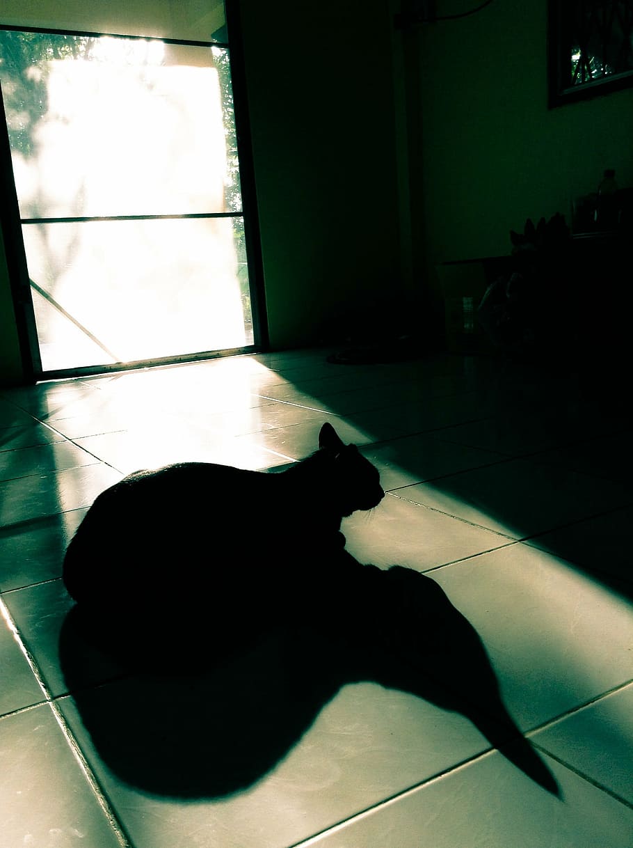 cat, shadow, black, indoors, sunlight, window, day, flooring HD wallpaper