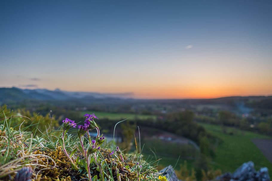 tilt shift lens photography of purple flowers, photo of purple petaled flowers on rock HD wallpaper