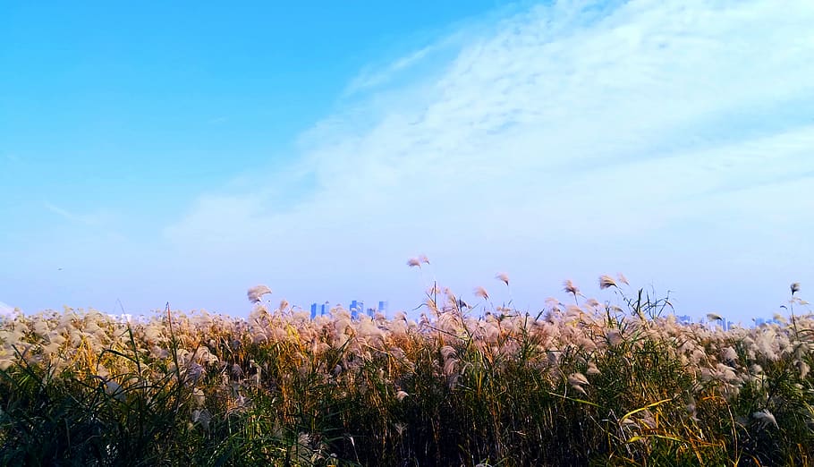reed, the scenery, sky, plant, growth, beauty in nature, cloud - sky HD wallpaper