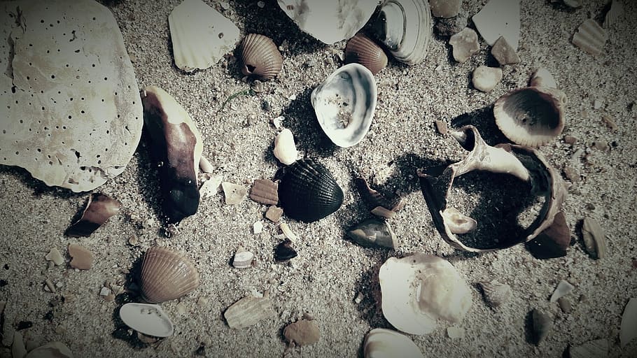 Shells, Beach, Belgium, Sand, Dark, no people, indoors, industry HD wallpaper