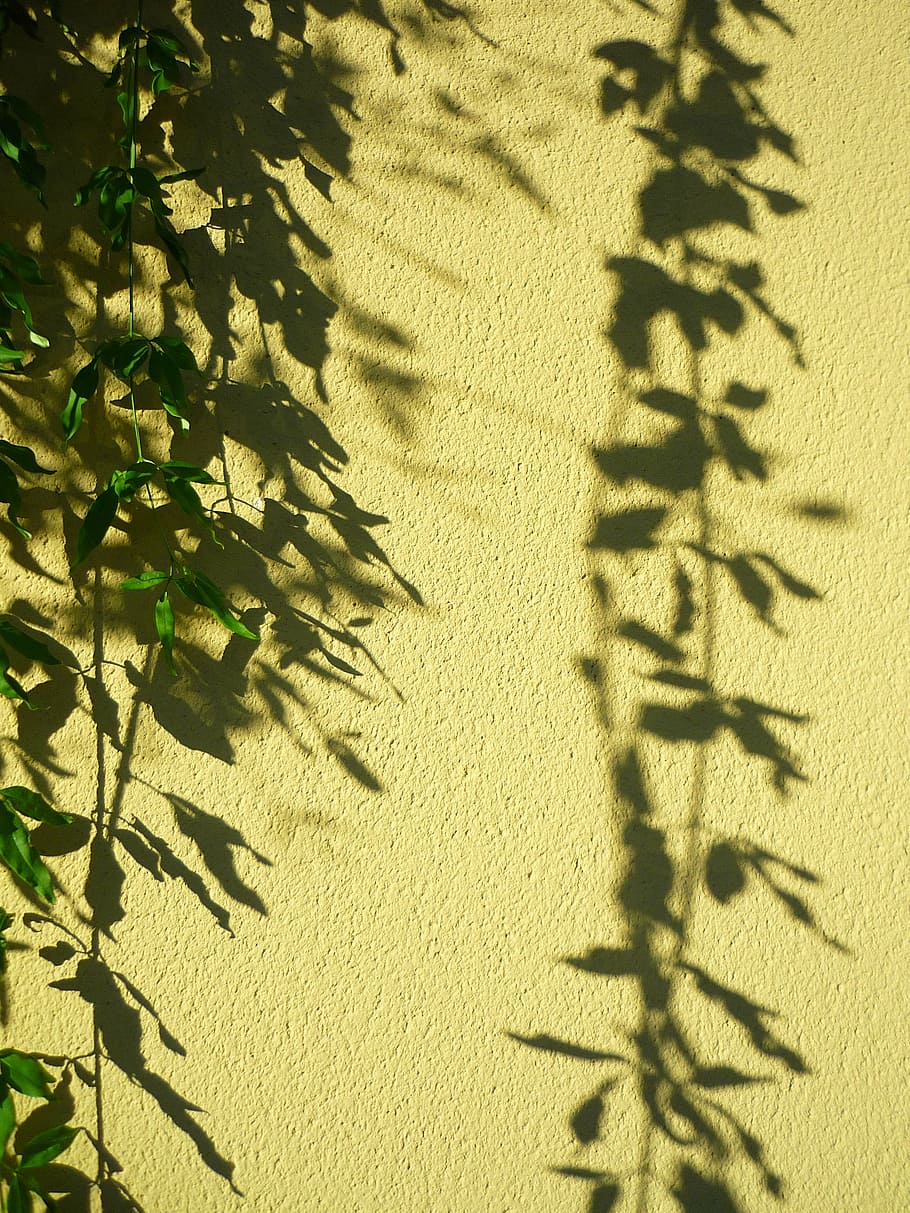 plant, pendant, shadow, projection, ornamental, wall, decoration HD wallpaper