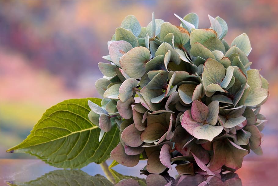 cluster of flower on top of mirror, still life, hydrangea, single bloom HD wallpaper
