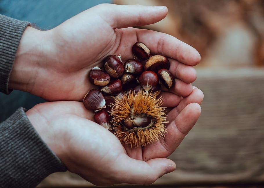 person holding brown and red beans, chestnuts on person's hand HD wallpaper