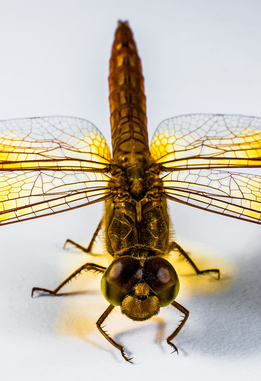 Dragonfly, Insect, Yellow, Close, Chitin, wing, animal wildlife HD wallpaper