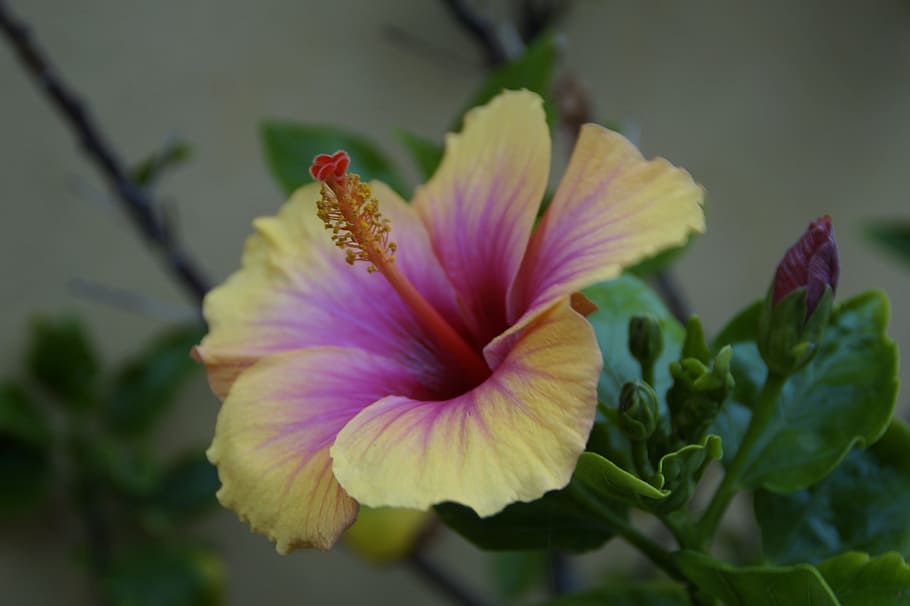 selective focus of yellow Hibiscus, Tropical, Exotic, Flower