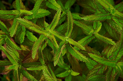 Peppermint, Mint, Green, Herbs, Leaves, herbal plant, medicinal herbs HD wallpaper
