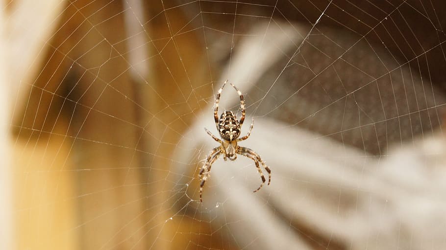 spin, web, close up, spider web, animal themes, arachnid, arthropod HD wallpaper