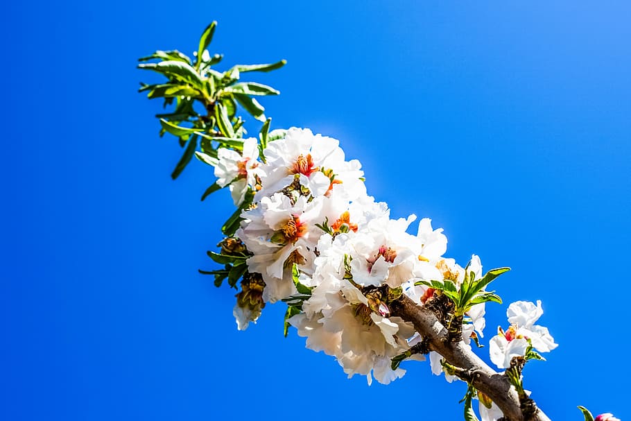 tree, branch, flowers, spring, nature, blossom, blooming, bright HD wallpaper