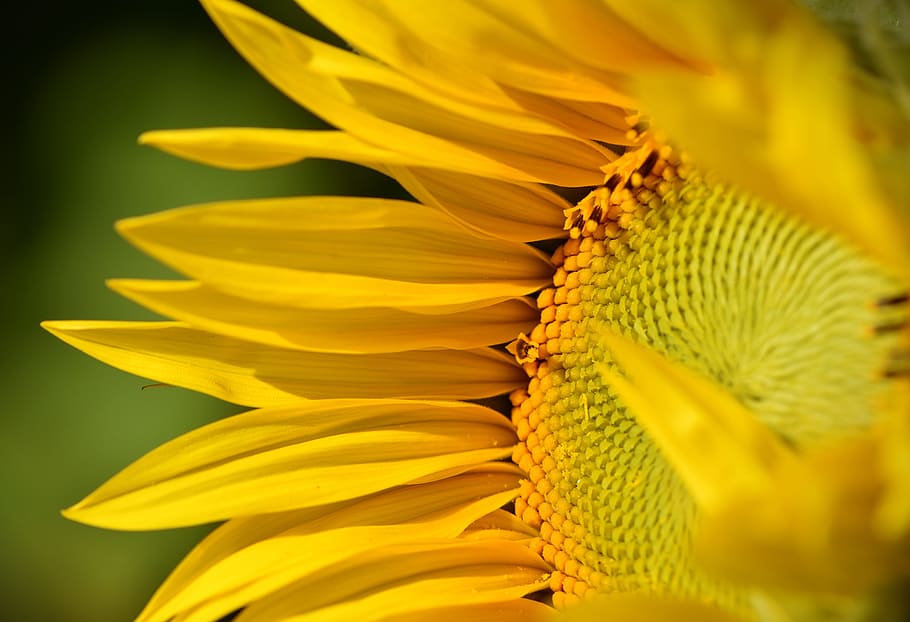 Sunflower, Sun Flower, Leaf, summer, petal, yellow, freshness HD wallpaper