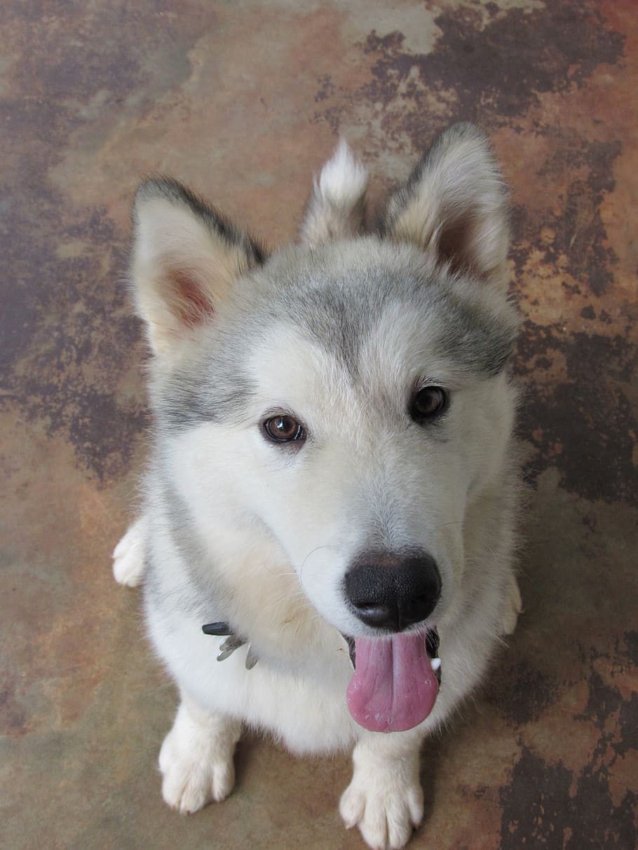 alaskan malamute puppy, cute, adorable, dog, canine, domestic, HD wallpaper