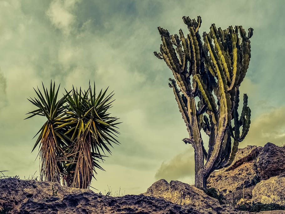 cactus, rock, landscape, nature, geology, nature landscape