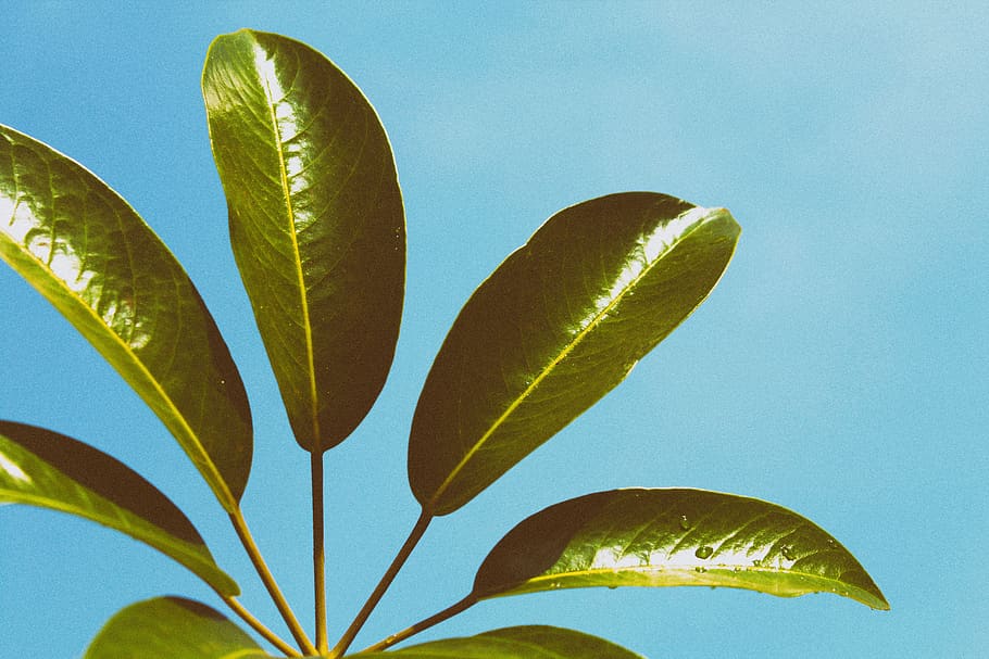 green, leaf, plant, blue, plant part, no people, sky, growth HD wallpaper