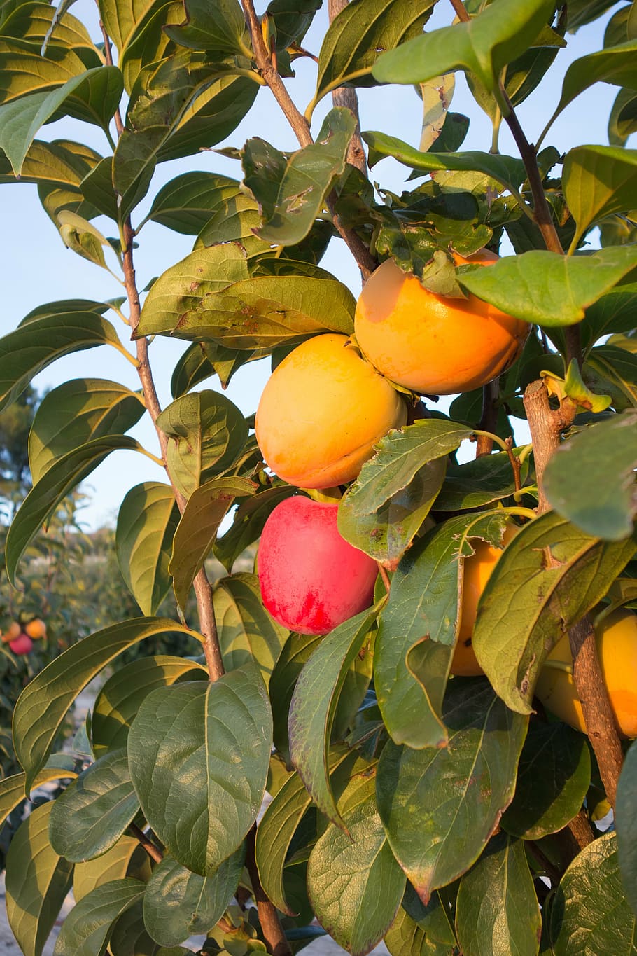 kaki, fruit, nature, vegetable, tree, khaki, persimon, red HD wallpaper