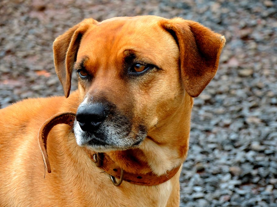 brown dog in shallow focus lens, pet, canine, one animal, pets HD wallpaper