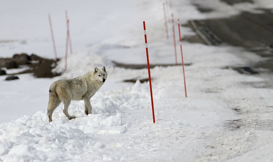 tan wolf on snowfield during daytime, lone, predator, wildlife HD wallpaper