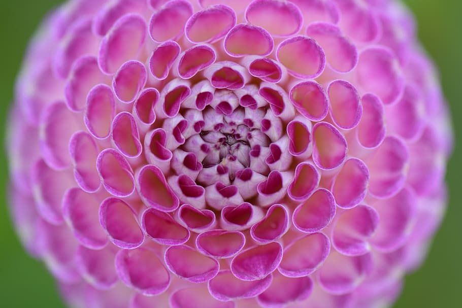 flower, nature, dahlia, pink, beauty, circle, spherical, close-up, HD wallpaper