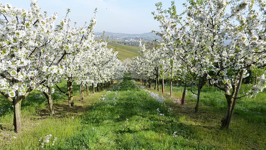 spring, trees, fruit trees, blossom, bloom, white, nature, landscape HD wallpaper