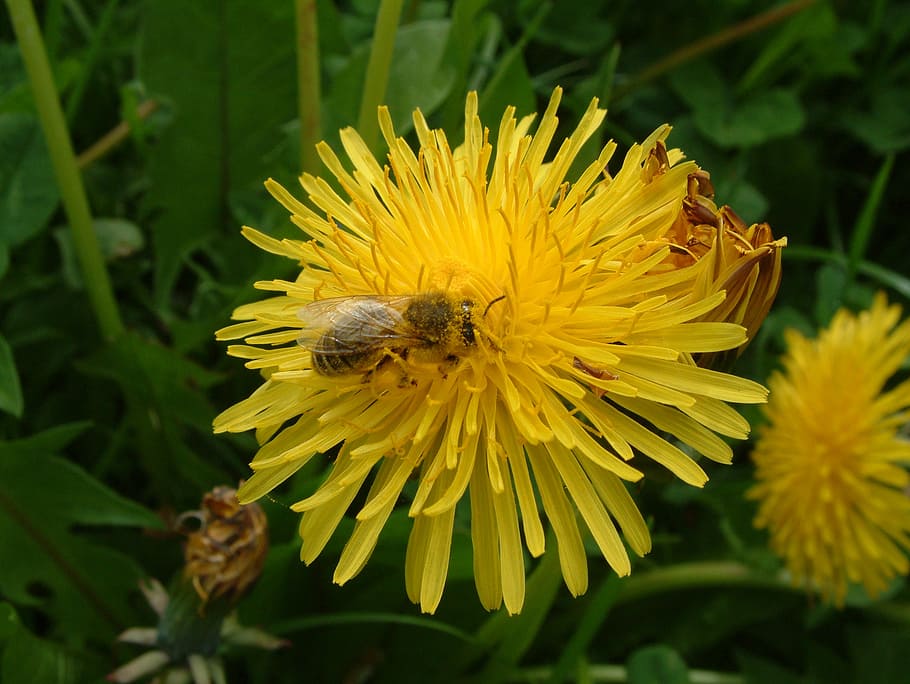 bee, flower, dandelion, pollen, flowering plant, invertebrate HD wallpaper