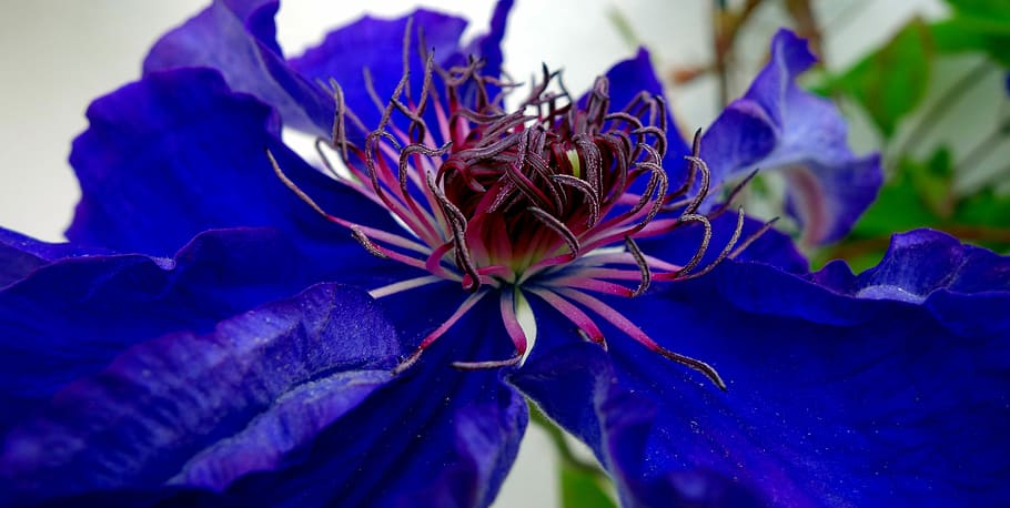 purple and blue flower, clematis, blossom, bloom, violet, climber HD wallpaper