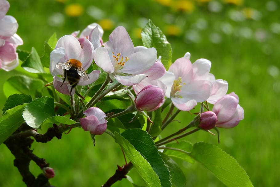 Hd Wallpaper Apple Blossom Apple Tree Blooming Apple Tree Fruit Tree Pink Flower Wallpaper Flare