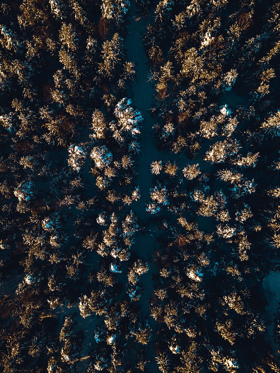 aerial view of green trees, aerial photography of trees, forest HD wallpaper