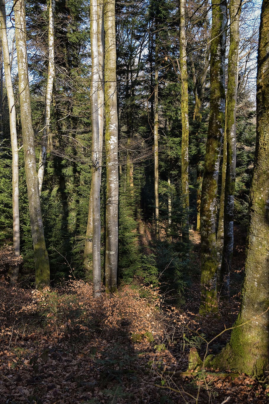 forest, path, blue sky, landscape, trees, vegetation, wood HD wallpaper