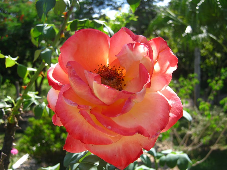 beautiful, rose, red, orange, bloom, blossom, colorful, detail HD wallpaper
