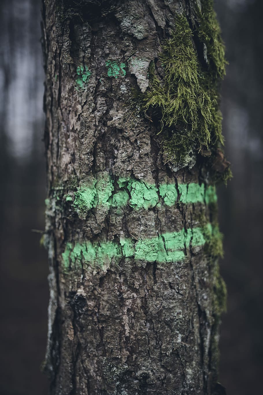 Green on green, focus photography of tree trunk with green paint and moss HD wallpaper
