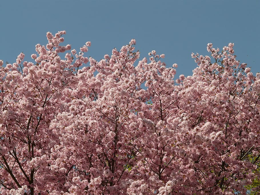 Cherry Blossom, Bloom, Tree, japanese cherry, japanese flowering cherry