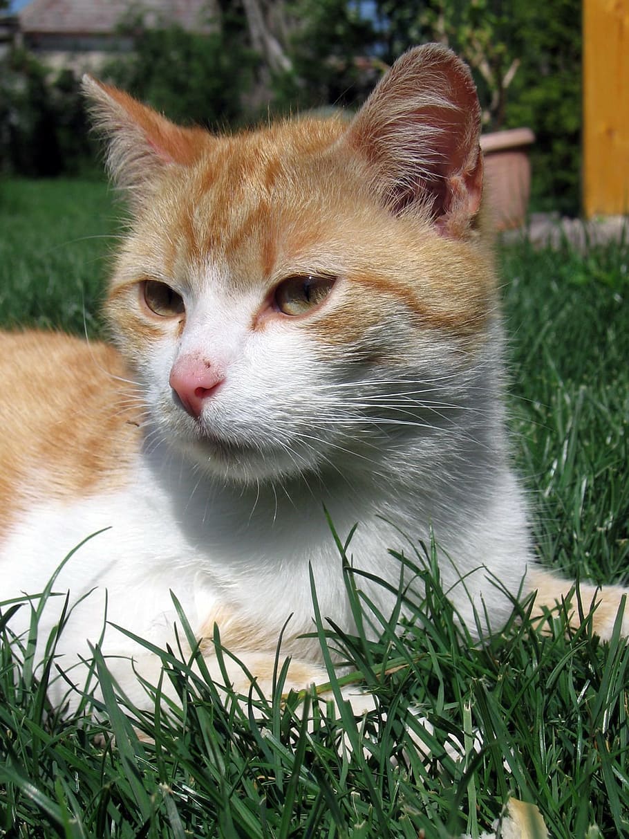 cat, tomcat, animal, domestic Cat, pets, grass, cute, outdoors HD wallpaper