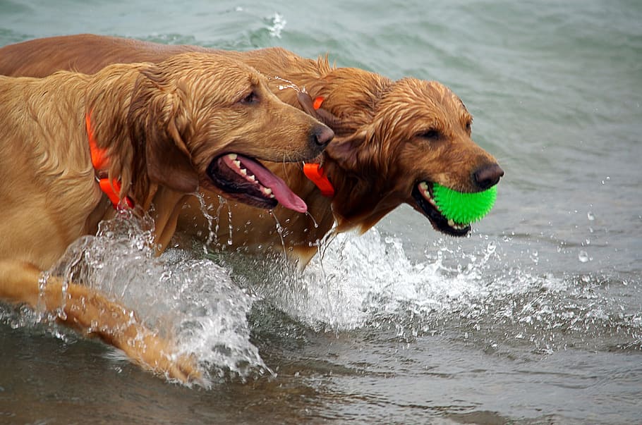 two adult golden retriever playing on the body of water, dogs HD wallpaper