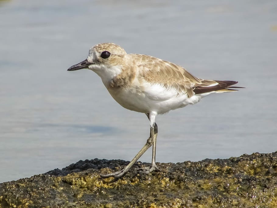 Stint, Seabird, Migratory, Nature, grey, wild, fauna, ecosystem HD wallpaper