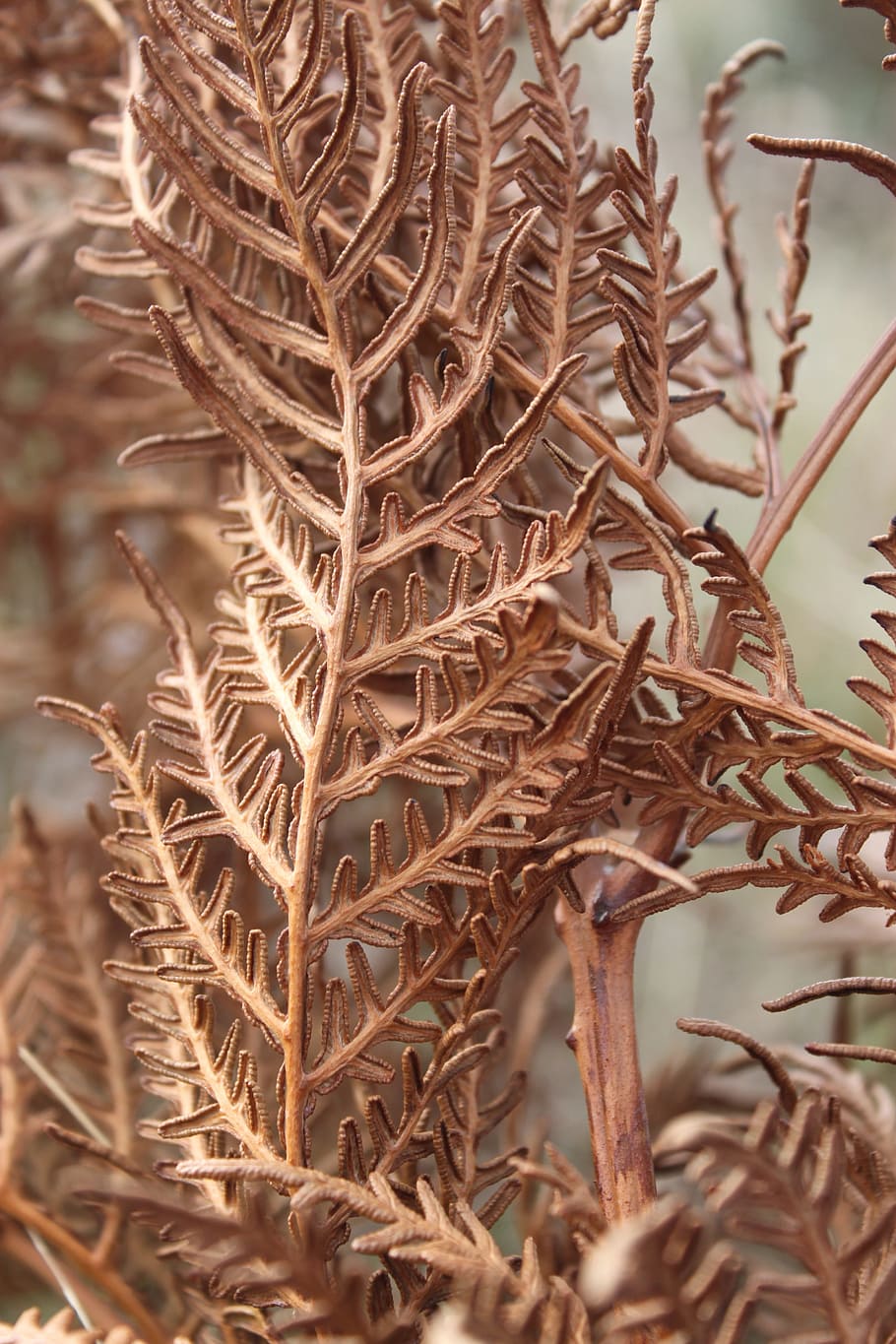 fern, dried, winter, brown, flora, plant, dry, nature, season HD wallpaper
