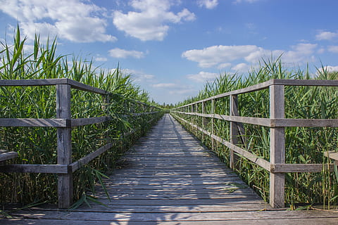 landscape photo of brown wooden pathway, web, boardwalk, reed HD wallpaper