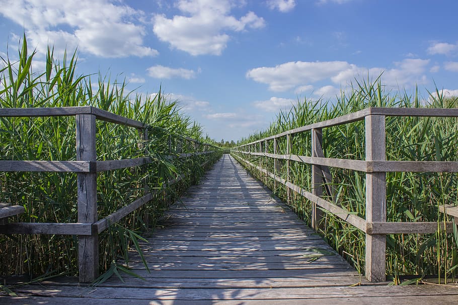 landscape photo of brown wooden pathway, web, boardwalk, reed HD wallpaper