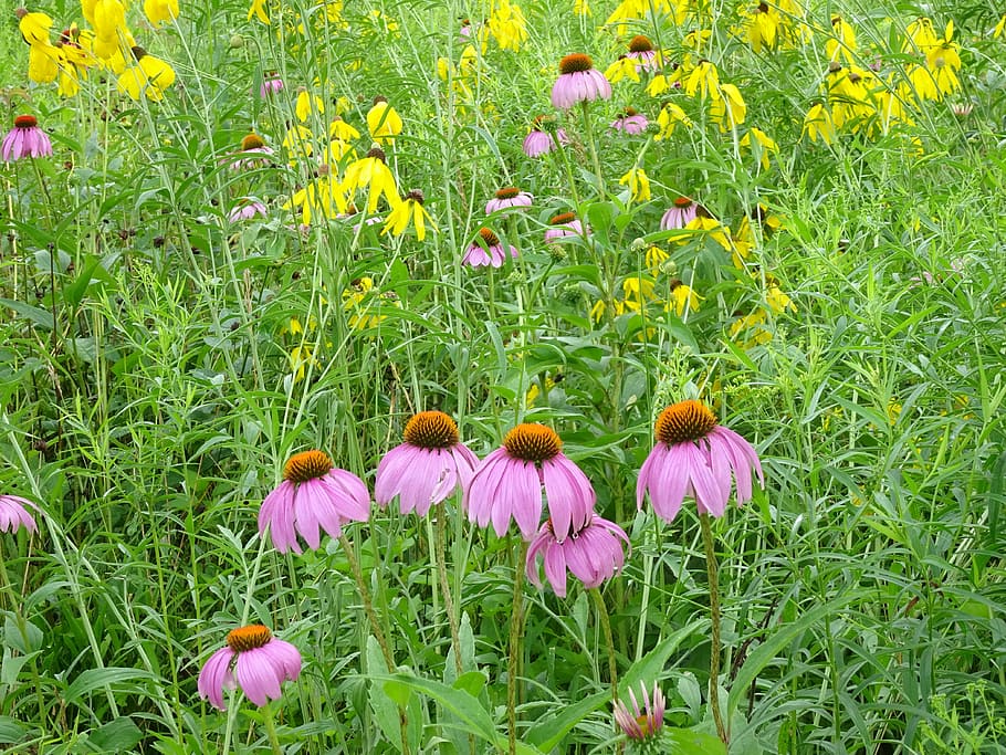 flowers, meadow, spring, nature, field of flowers, spring flower HD wallpaper