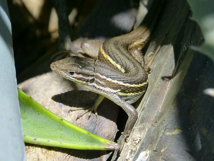 lizard, sargantana, reptile, one animal, animals in the wild HD wallpaper