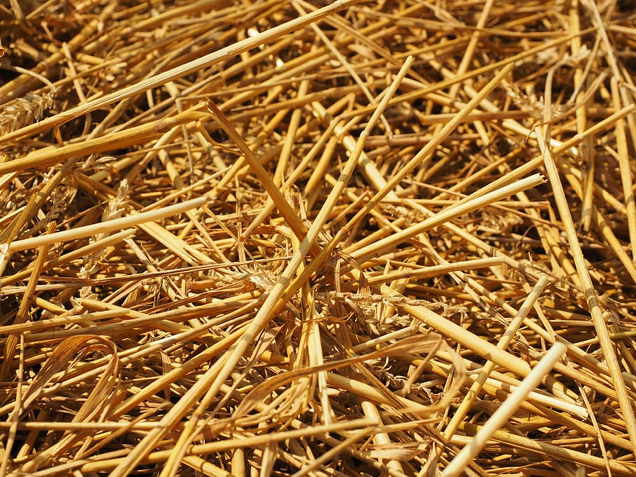 Straw, Straws, Field, Nature, agriculture, harvest, mowed, grain harvest HD wallpaper