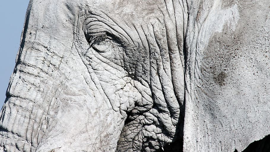 elephant, grey, eye, no people, close-up, day, textured, pattern HD wallpaper