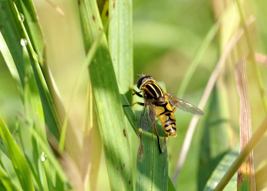 bzyg, mucha, yellow, strips, camouflage, bee, similarity, plant HD wallpaper