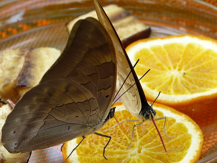 Butterfly, Suck, Proboscis, Insect, animal, one animal, close-up HD wallpaper