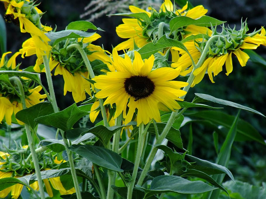 flowers, plants, green, spring, nature, floral, yellow, natural HD wallpaper