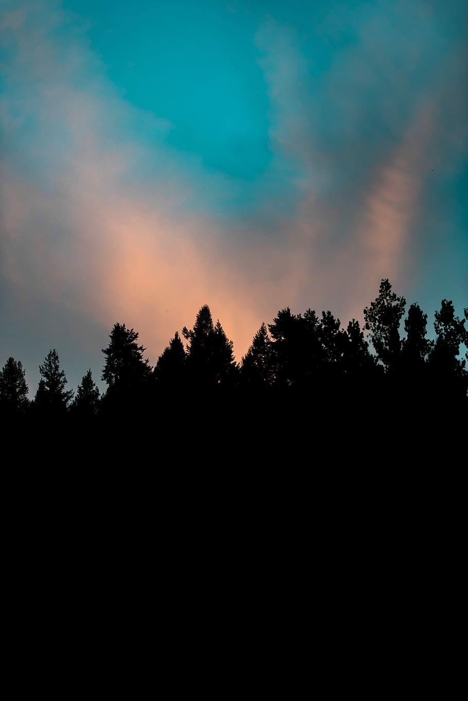 silhouette of trees under white clouds, silhouette of trees, sky HD wallpaper