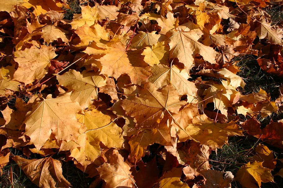 park, forest, autumn, tree, foliage, october, nature, plant part HD wallpaper